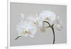 Moth Orchid (Phalaenopsis) Epiphyte-null-Framed Photographic Print