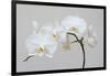 Moth Orchid (Phalaenopsis) Epiphyte-null-Framed Photographic Print