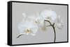 Moth Orchid (Phalaenopsis) Epiphyte-null-Framed Stretched Canvas