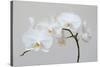 Moth Orchid (Phalaenopsis) Epiphyte-null-Stretched Canvas