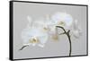 Moth Orchid (Phalaenopsis) Epiphyte-null-Framed Stretched Canvas