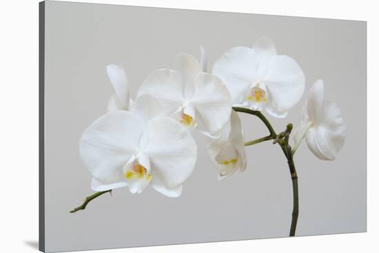 Moth Orchid (Phalaenopsis) Epiphyte-null-Stretched Canvas