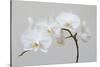 Moth Orchid (Phalaenopsis) Epiphyte-null-Stretched Canvas