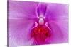 Moth Orchid-Jim Engelbrecht-Stretched Canvas