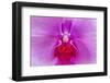 Moth Orchid-Jim Engelbrecht-Framed Photographic Print