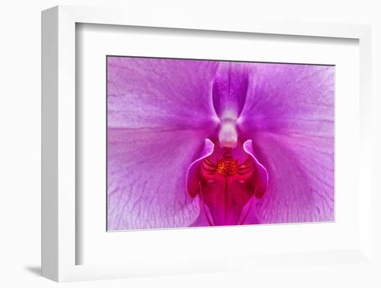 Moth Orchid-Jim Engelbrecht-Framed Photographic Print