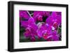 Moth Orchid-Jim Engelbrecht-Framed Photographic Print