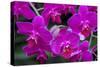 Moth Orchid-Jim Engelbrecht-Stretched Canvas