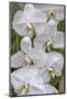 Moth Orchid-Jim Engelbrecht-Mounted Photographic Print