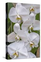 Moth Orchid-Jim Engelbrecht-Stretched Canvas