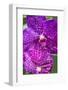 Moth Orchid-Jim Engelbrecht-Framed Photographic Print