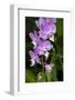 Moth Orchid-Lisa Engelbrecht-Framed Photographic Print