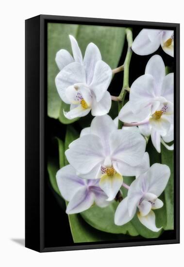 Moth Orchid-Jim Engelbrecht-Framed Stretched Canvas