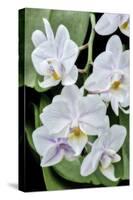 Moth Orchid-Jim Engelbrecht-Stretched Canvas