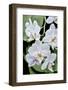 Moth Orchid-Jim Engelbrecht-Framed Photographic Print