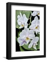 Moth Orchid-Jim Engelbrecht-Framed Photographic Print