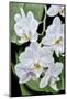 Moth Orchid-Jim Engelbrecht-Mounted Photographic Print