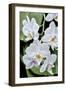 Moth Orchid-Jim Engelbrecht-Framed Photographic Print