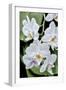 Moth Orchid-Jim Engelbrecht-Framed Photographic Print