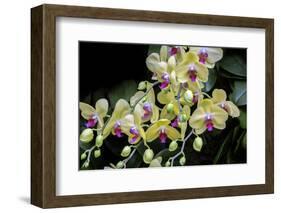Moth Orchid-Jim Engelbrecht-Framed Photographic Print