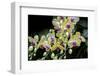 Moth Orchid-Jim Engelbrecht-Framed Photographic Print