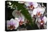 Moth Orchids II-Alan Hausenflock-Stretched Canvas