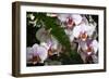 Moth Orchids II-Alan Hausenflock-Framed Photographic Print