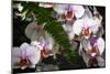 Moth Orchids II-Alan Hausenflock-Mounted Photographic Print