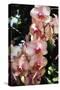 Moth Orchids V-Alan Hausenflock-Stretched Canvas