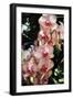 Moth Orchids V-Alan Hausenflock-Framed Photographic Print