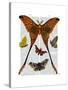 Moth Plate 1-Fab Funky-Stretched Canvas