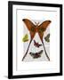 Moth Plate 1-Fab Funky-Framed Art Print