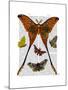 Moth Plate 1-Fab Funky-Mounted Art Print