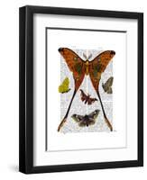 Moth Plate 1-Fab Funky-Framed Art Print