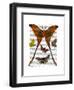 Moth Plate 1-Fab Funky-Framed Art Print