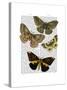 Moth Plate 3-Fab Funky-Stretched Canvas