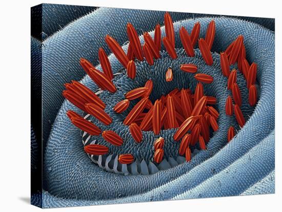 Moth Proboscis, SEM-Steve Gschmeissner-Stretched Canvas