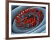 Moth Proboscis, SEM-Steve Gschmeissner-Framed Photographic Print