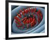 Moth Proboscis, SEM-Steve Gschmeissner-Framed Photographic Print