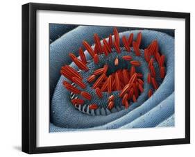 Moth Proboscis, SEM-Steve Gschmeissner-Framed Photographic Print