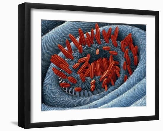 Moth Proboscis, SEM-Steve Gschmeissner-Framed Photographic Print
