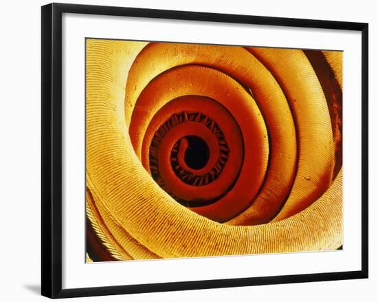 Moth Proboscis, SEM-Susumu Nishinaga-Framed Photographic Print