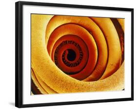 Moth Proboscis, SEM-Susumu Nishinaga-Framed Photographic Print