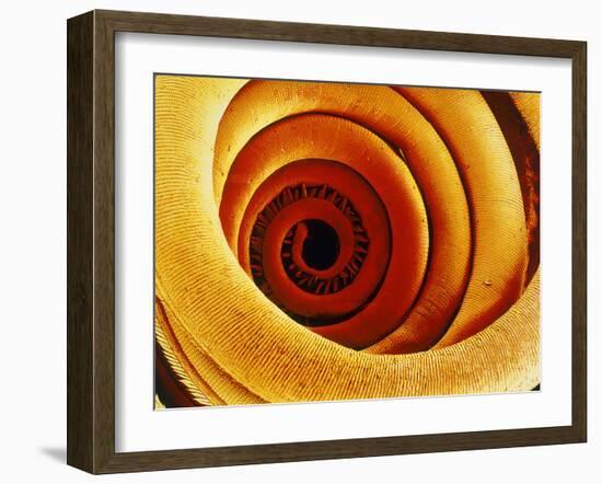 Moth Proboscis, SEM-Susumu Nishinaga-Framed Photographic Print