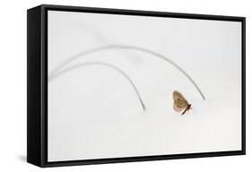 Moth Walks on Snow in Glacier-Waterton International Peace Park, Glacier County, Montana-Steven Gnam-Framed Stretched Canvas