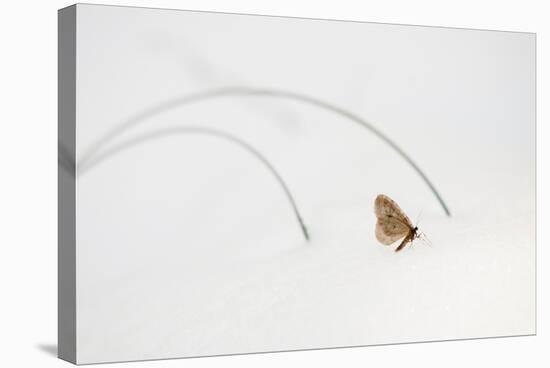 Moth Walks on Snow in Glacier-Waterton International Peace Park, Glacier County, Montana-Steven Gnam-Stretched Canvas
