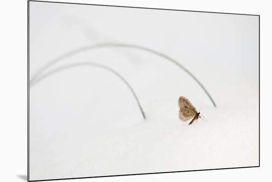 Moth Walks on Snow in Glacier-Waterton International Peace Park, Glacier County, Montana-Steven Gnam-Mounted Photographic Print