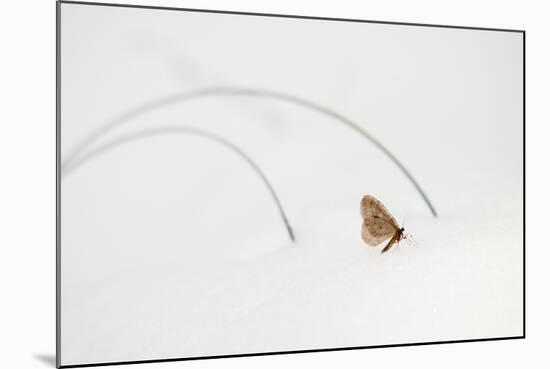 Moth Walks on Snow in Glacier-Waterton International Peace Park, Glacier County, Montana-Steven Gnam-Mounted Photographic Print