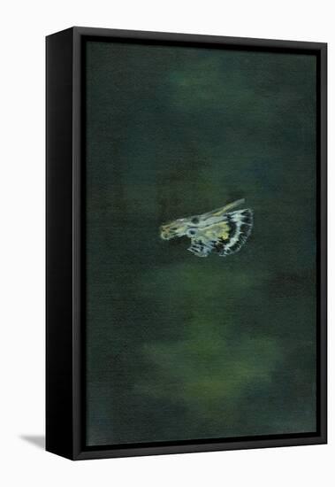 Moth Wing, 2014-Bella Larsson-Framed Stretched Canvas