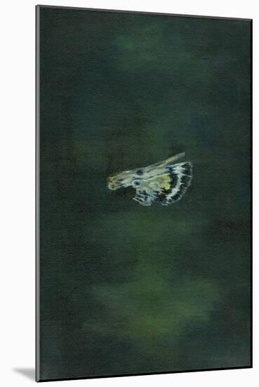 Moth Wing, 2014-Bella Larsson-Mounted Giclee Print